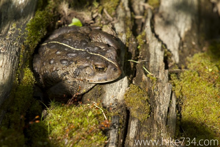 Flathead Ranger Station