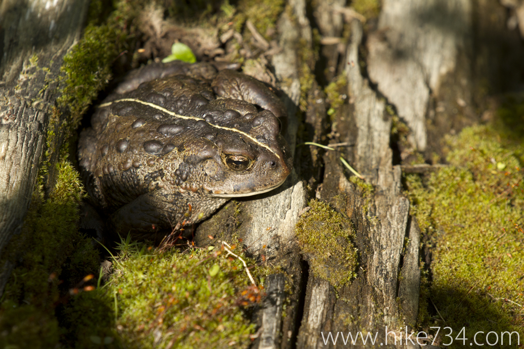Flathead Ranger Station