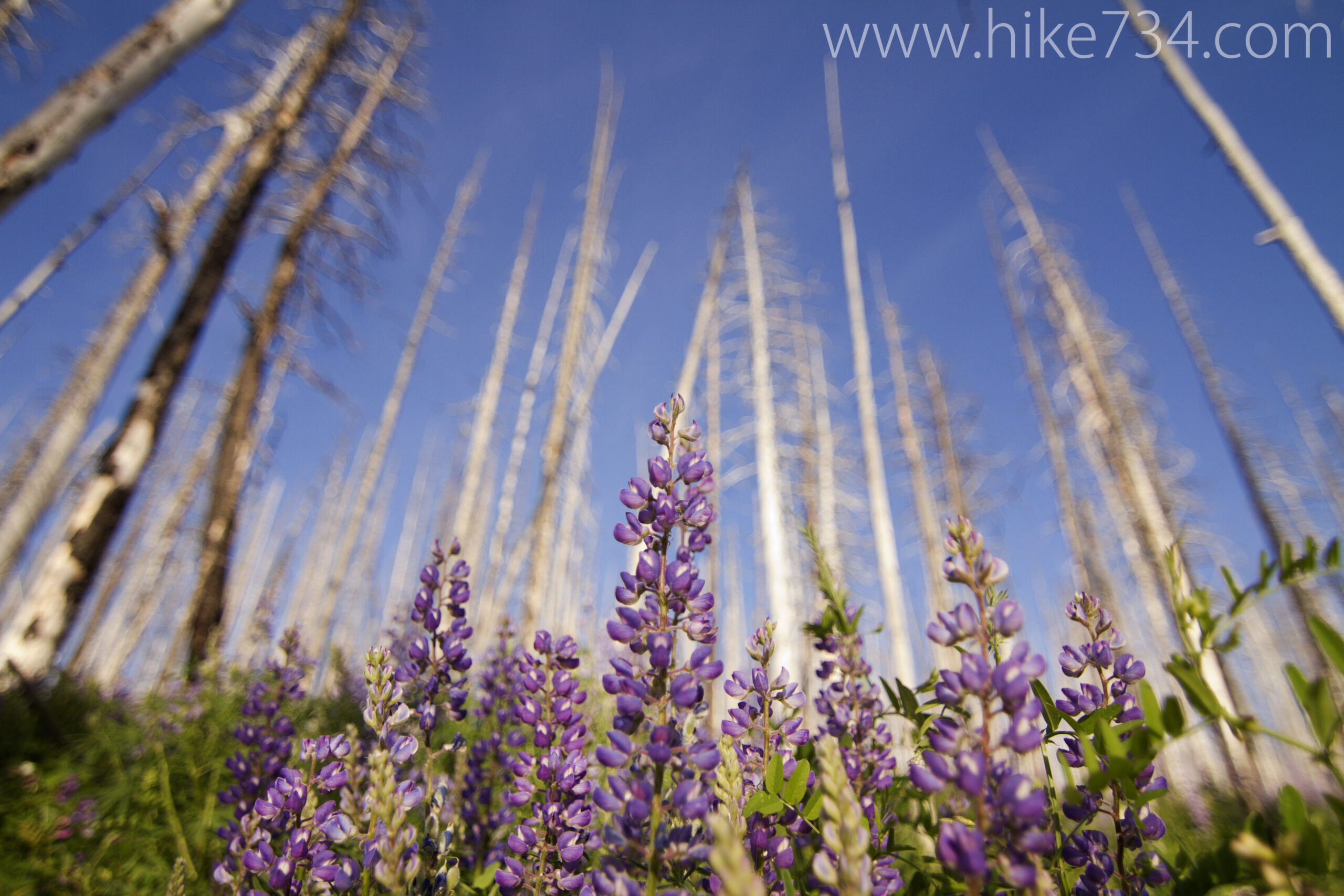 Beaver Pond Trail