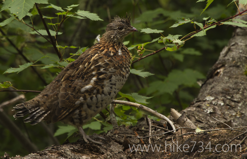 North Boundary Trail
