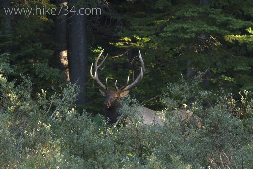 Poia Lake Goat and Pika survey