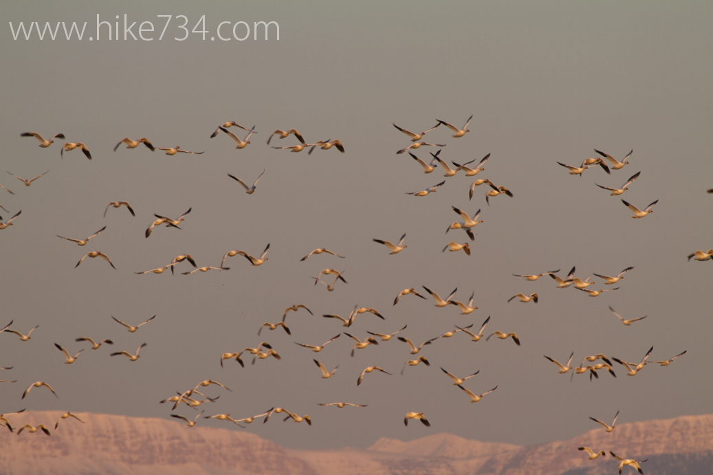 Snow Geese Migration