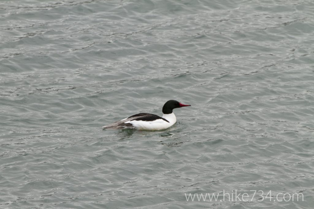 Common Merganser