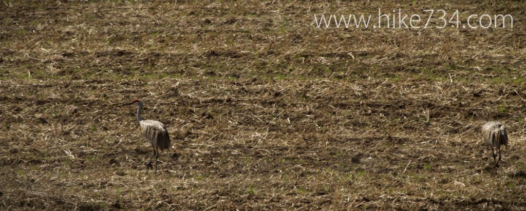Sandhill Cranes