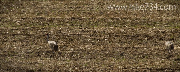 The Frustrations of Spring