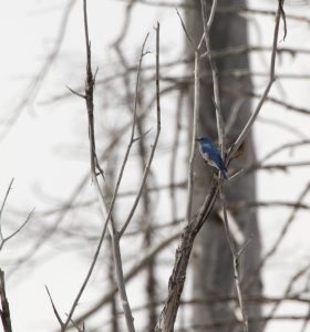 Mountain Bluebird