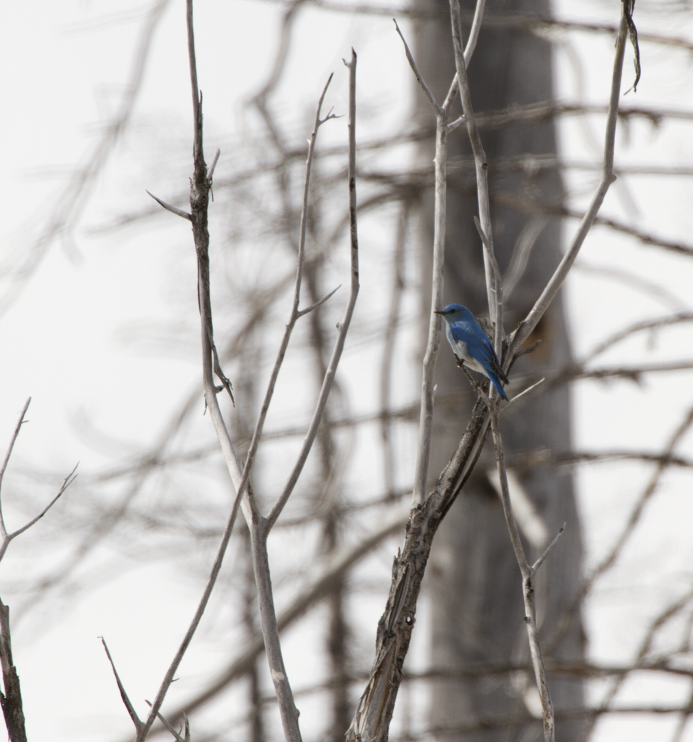 Bluebird day on Camas Road