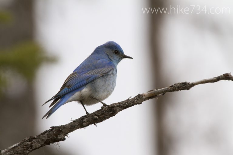 Common Loon searching Citizen Science