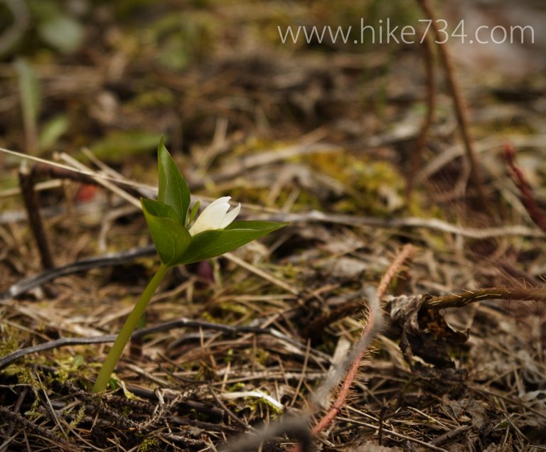 First Trillium of the Year