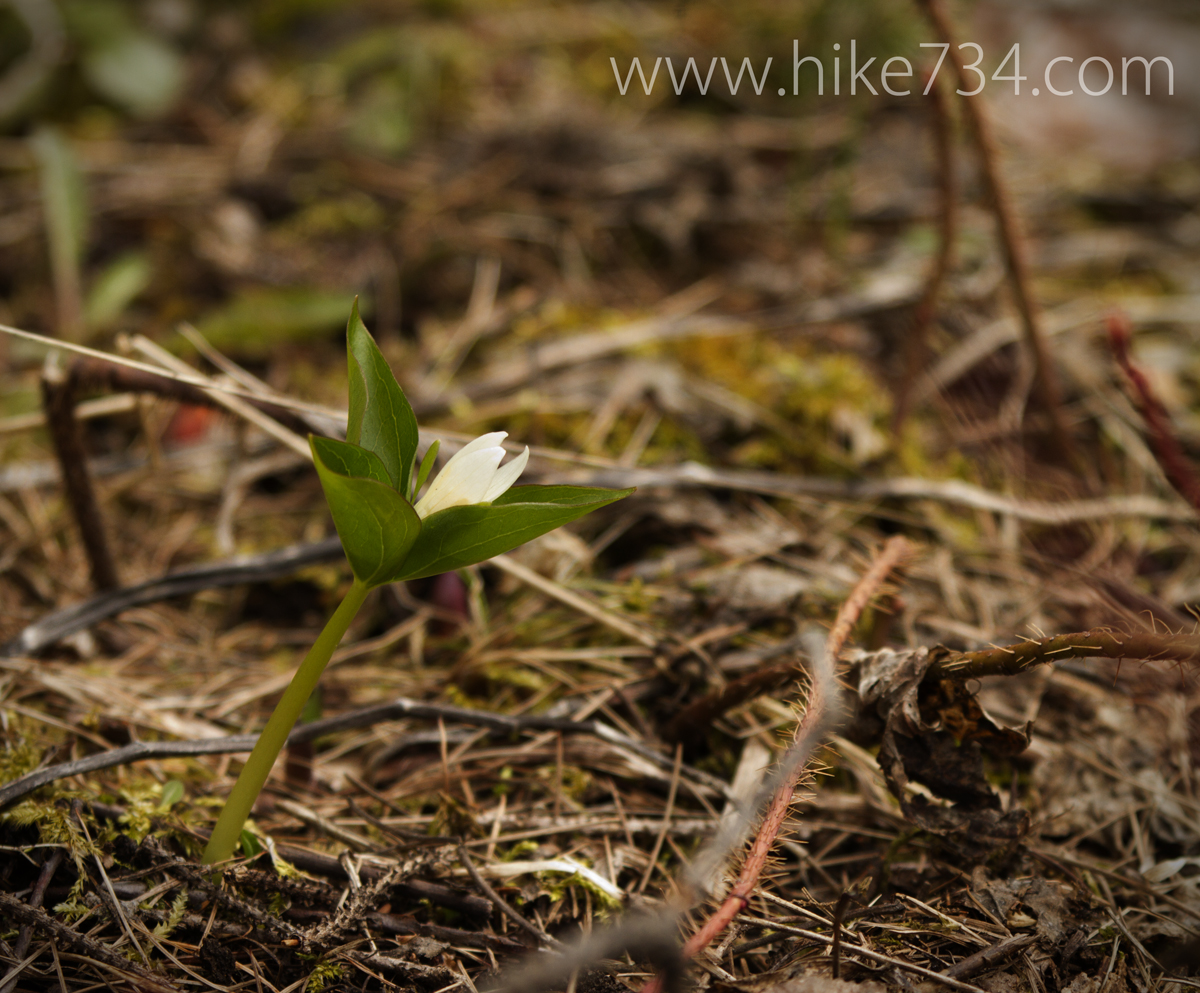 First Trillium of the Year