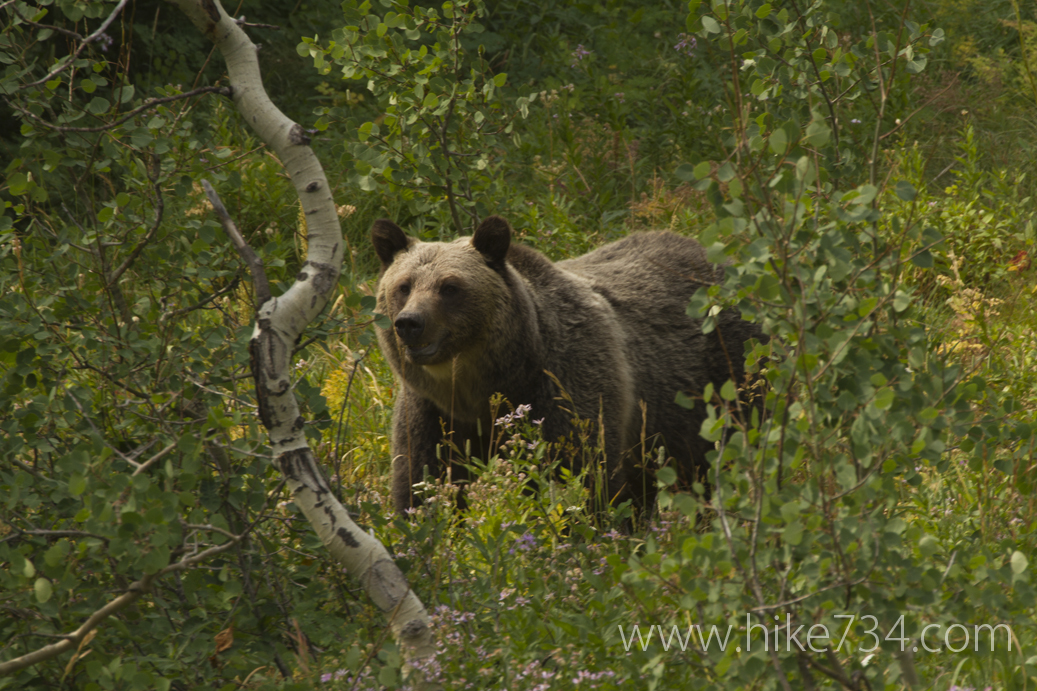 “First Grizzly Bear” – DVD Excerpt