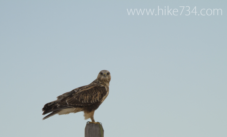 Rough-legged Hawk