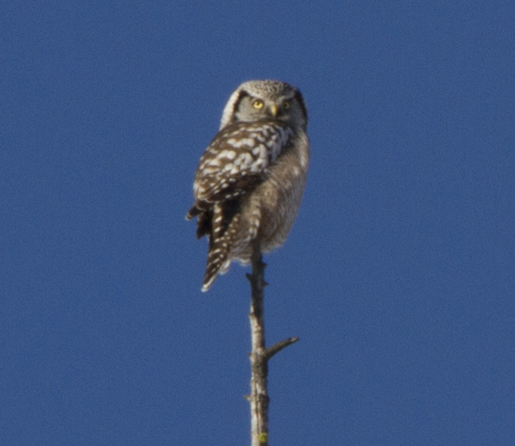 Northern Hawk Owl on Camas Road