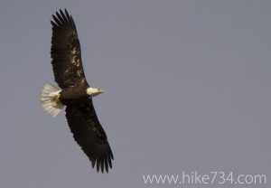 Bald Eagle