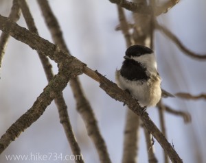 Black-capped Chickadee