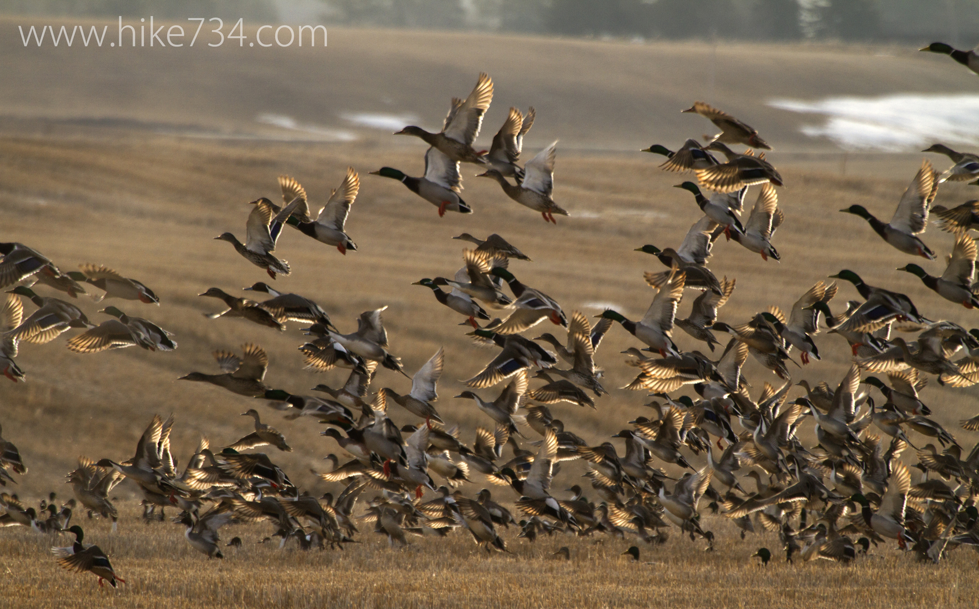 Mallards, Northern Pintails and American Wigeons take flight from a field