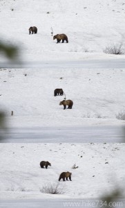 Grizzly Bears Interacting