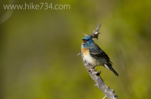 Lazuli Bunting