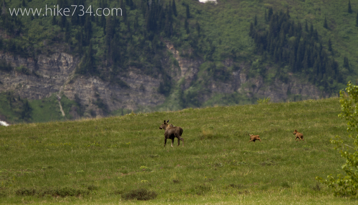 moose calf