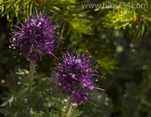 Silky Phacelia