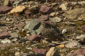 White-tailed Ptarmigan