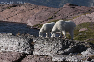 Mountain Goats at Comeau Pass