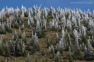 Frosted Firs
