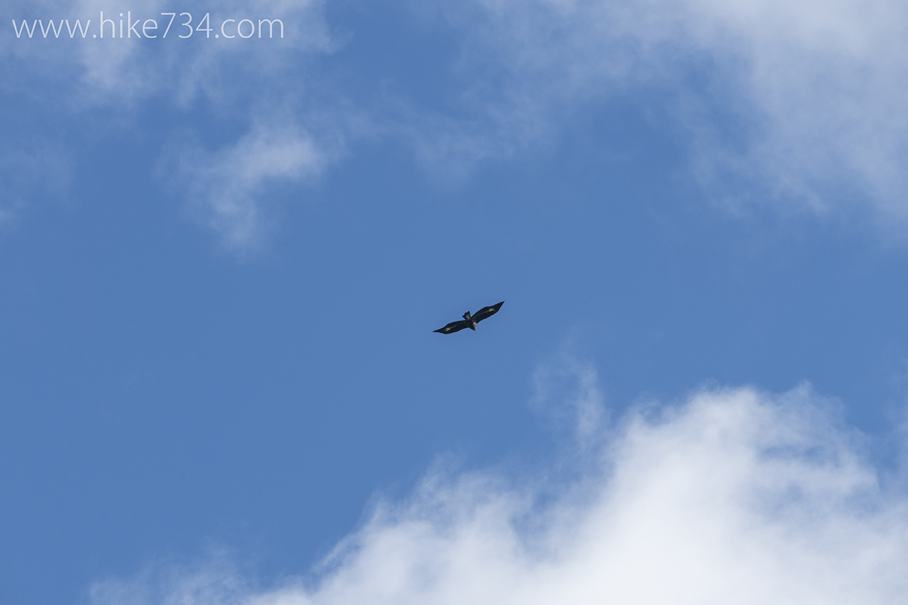 Swiftcurrent Raptor Count Part 2