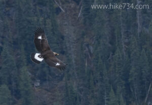 Immature Golden Eagle