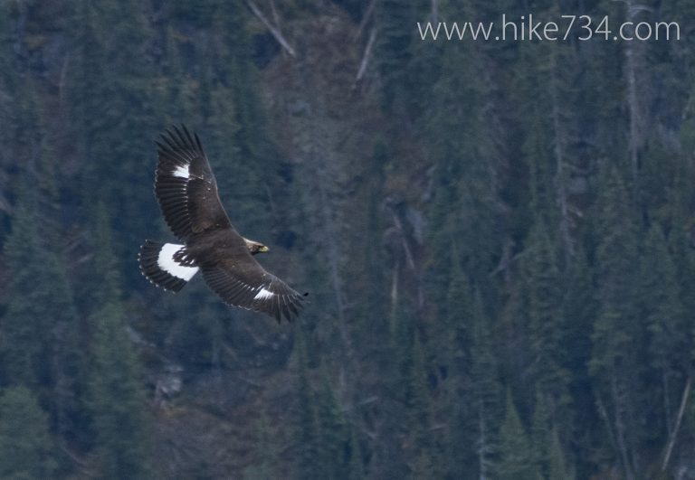 Mt. Brown Raptor Count