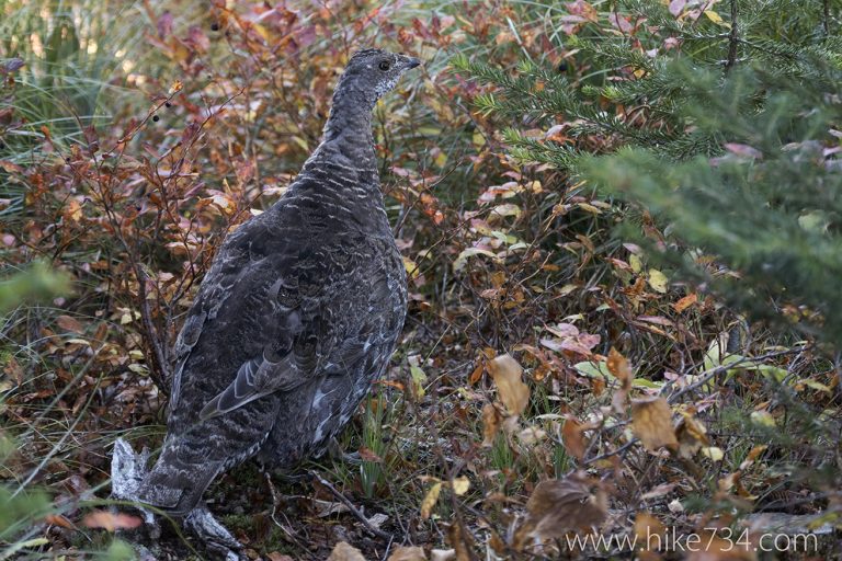 September Raptor Count