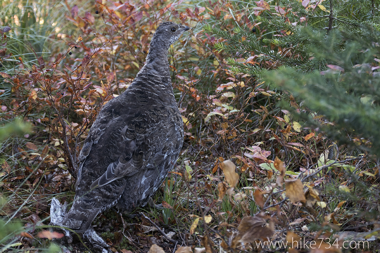 September Raptor Count
