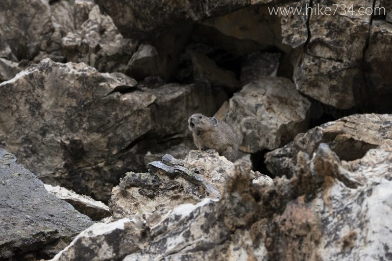Lee Ridge & Slide Lake Pika Survey