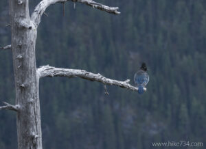 Steller's Jay