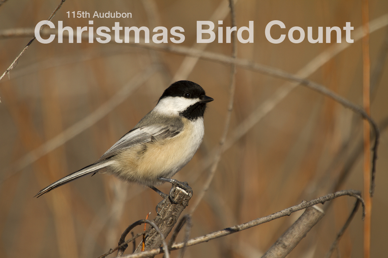 Christmas Bird Count 2014