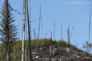 Glacier Christmas Bird Count