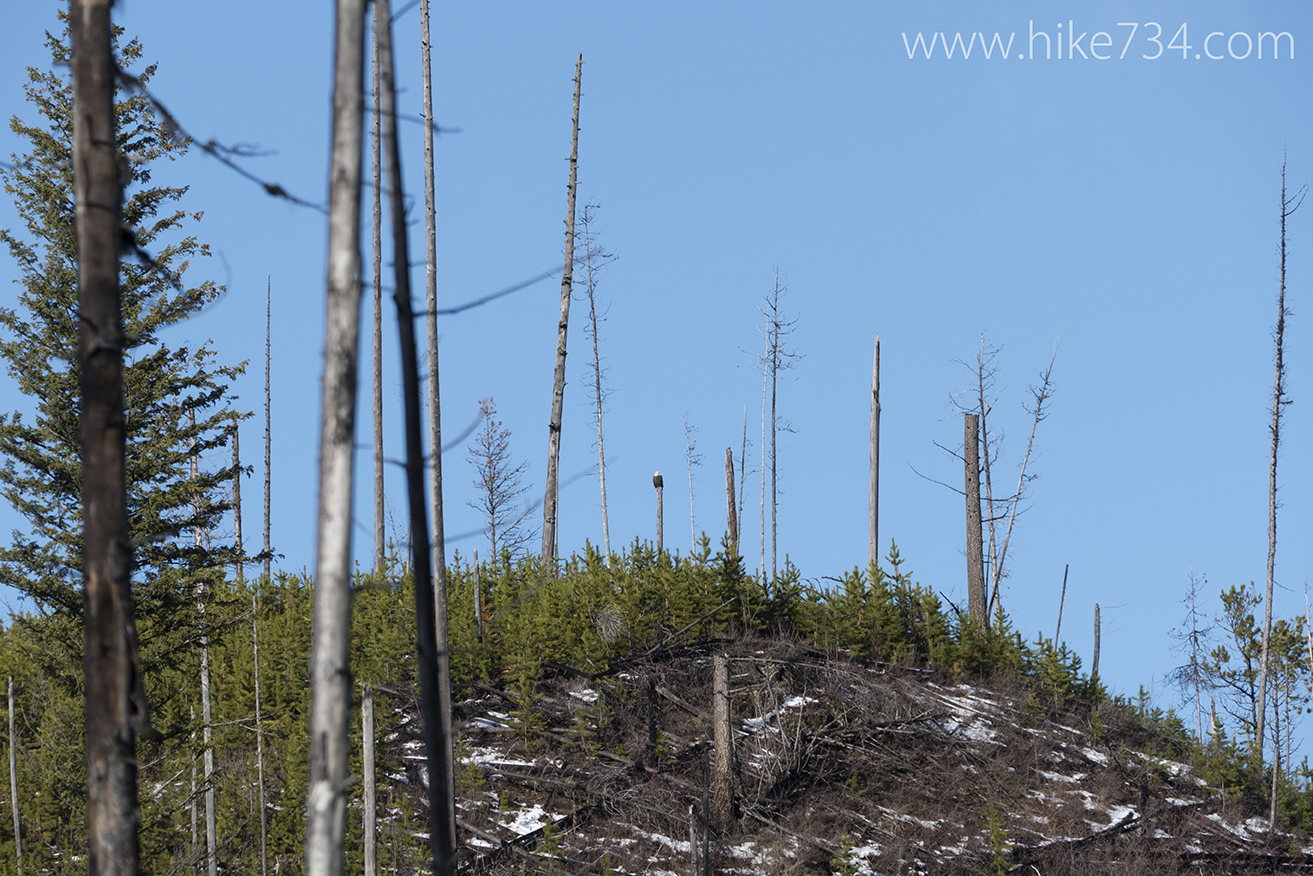 Glacier Christmas Bird Count 2014