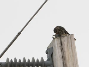 Merlin eating Bohemian Waxwing