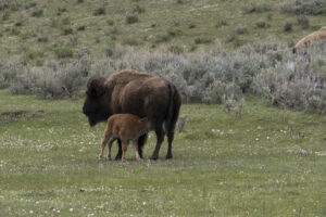 Bison Nursing