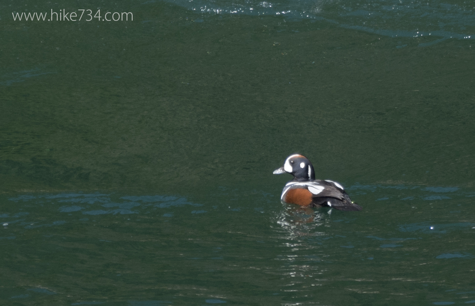 Harlequin Duck Survey