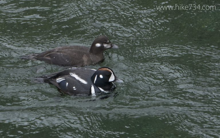 Harlequin Duck Survey Part 2