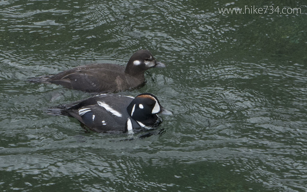 Harlequin Duck Survey Part 2
