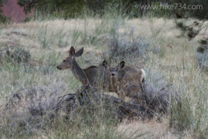 Mule Deer