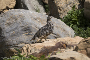 White-tailed Ptarmigan