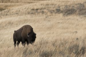 Yellowstone Bison