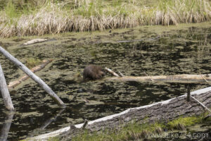 Beaver Ponds Trail