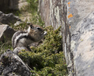 Golden-mantled Squirrel