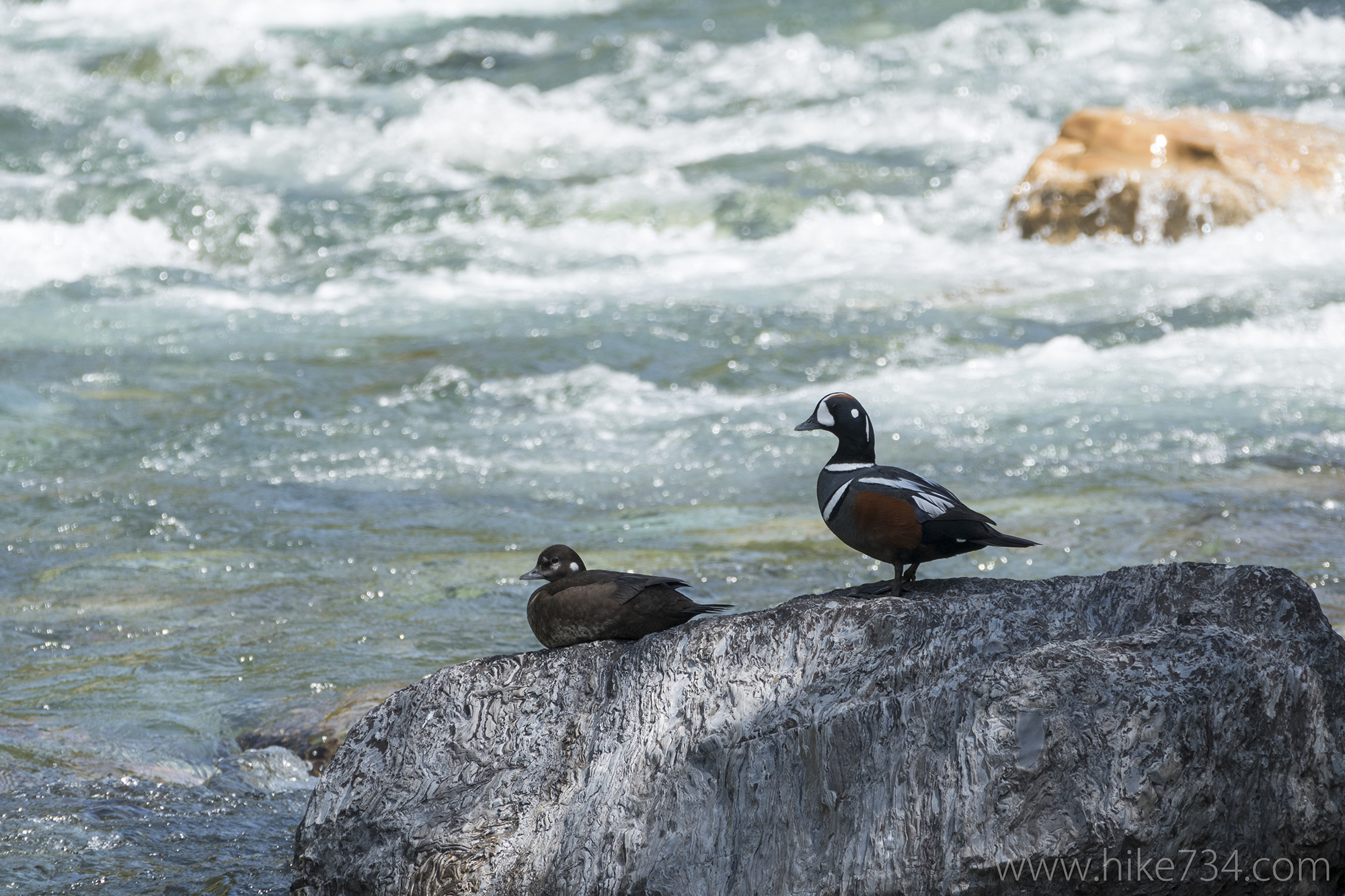 Harlequin Duck Survey 2016