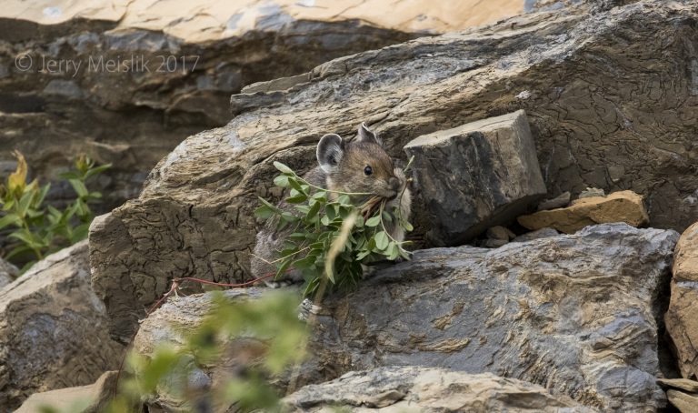 Finding Pikas at Piegan
