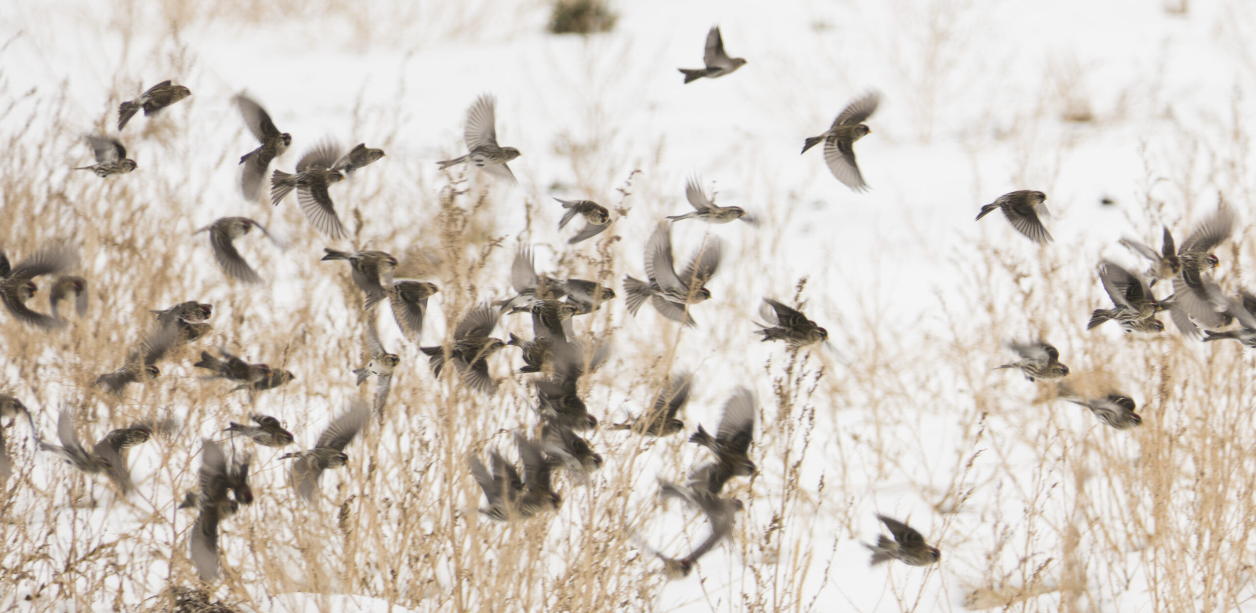 Winter is not for hibernating